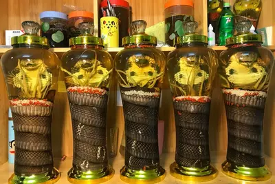 Cách Ngâm Rượu Rắn Tại Nhà